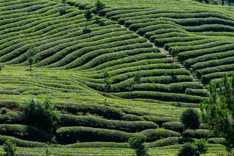 Exotic Tea Varieties